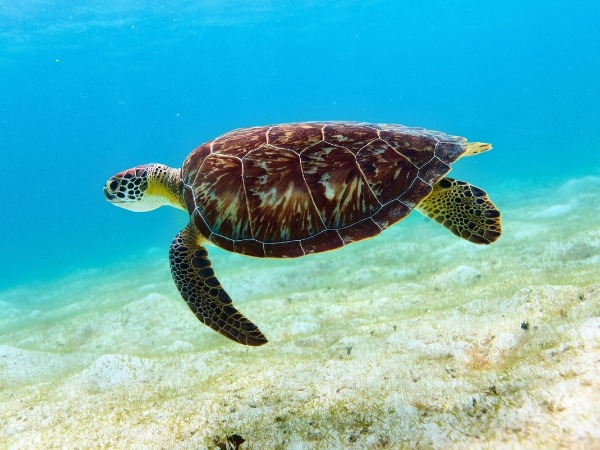 Hawksbill Turtle