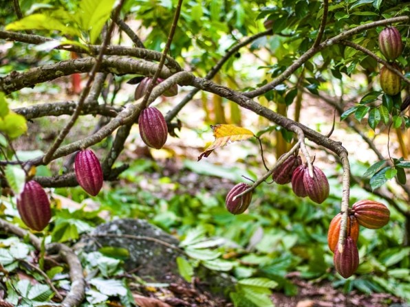 Cocoa Plant in Grenada