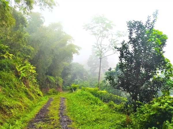 Rainy and Foggy Forest in Grenada
