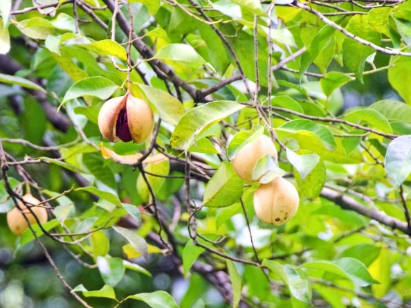 Nutmeg Plant in Grenada