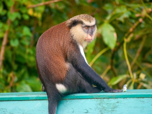 Mona Monkey